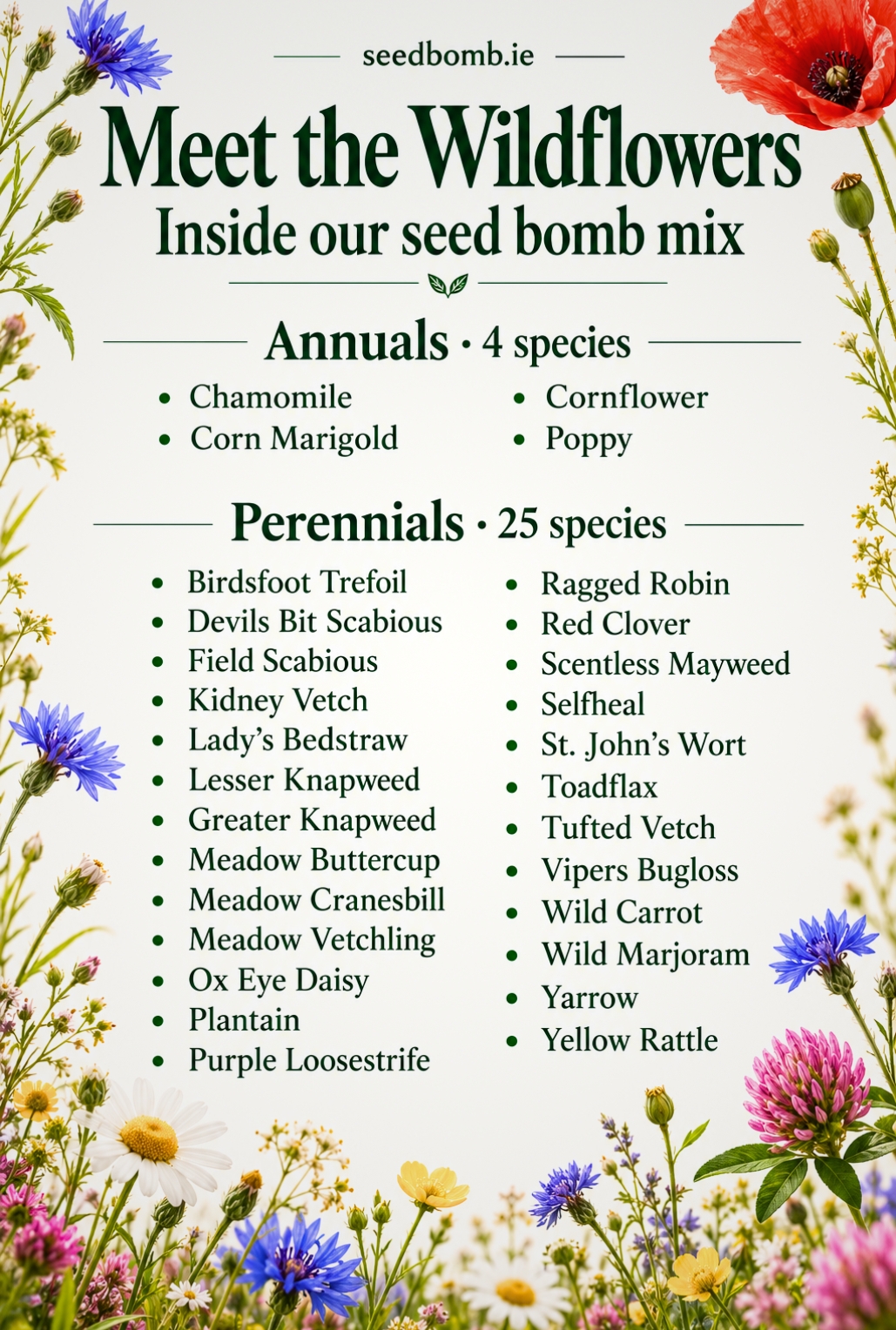 Handcrafted Irish wildflower Seed Bombs displayed with native wildflowers